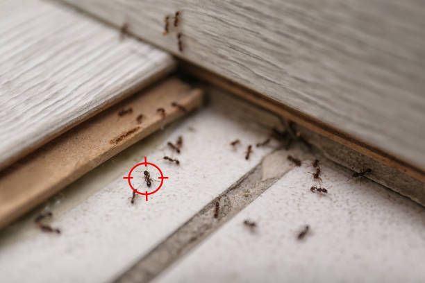 Best Best Pest Control Companies  in Bayport, NY
